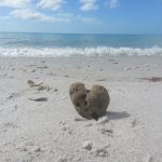 Venice FL